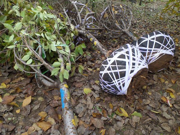 10公分櫻花裝車