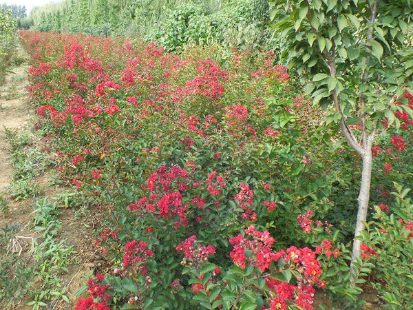 美國紅火箭紫薇