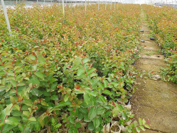 美國紅火箭紫薇