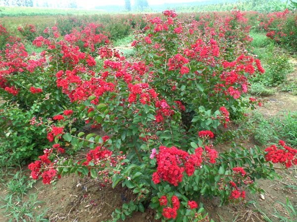 美國(guó)紅火箭紫薇