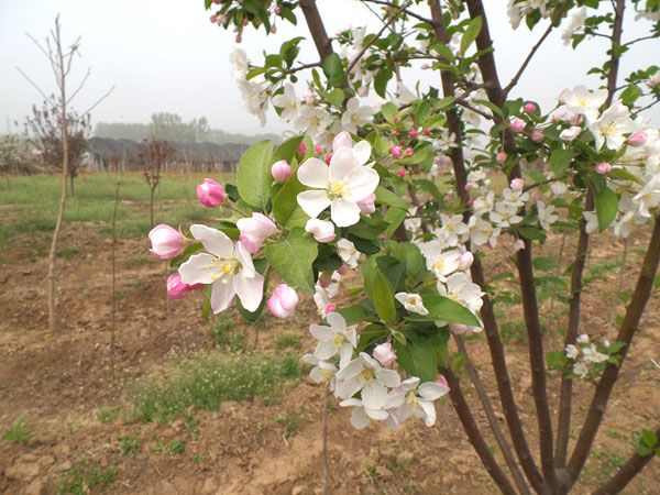 北美海棠樹(shù)