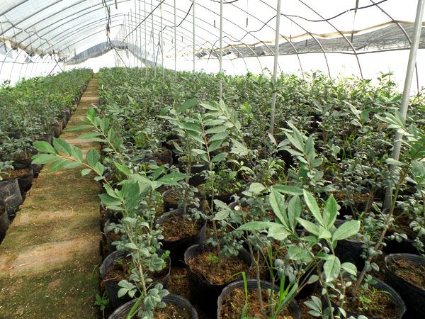 火焰衛(wèi)矛扦插