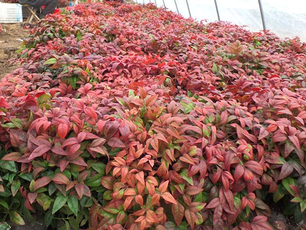 火焰南天竹(冬)