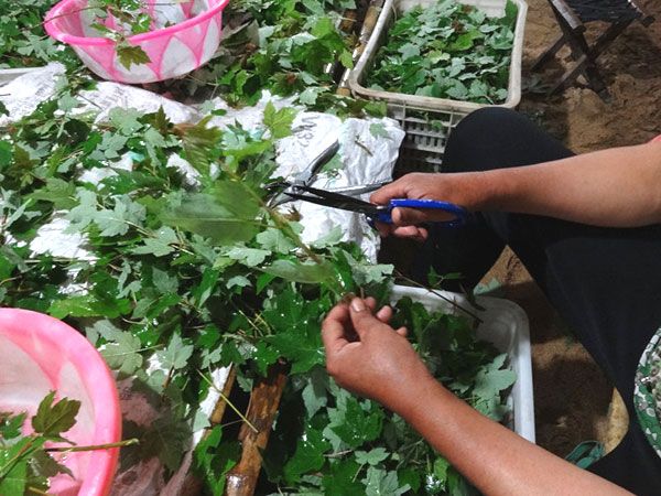 紅點紅楓扦插過程