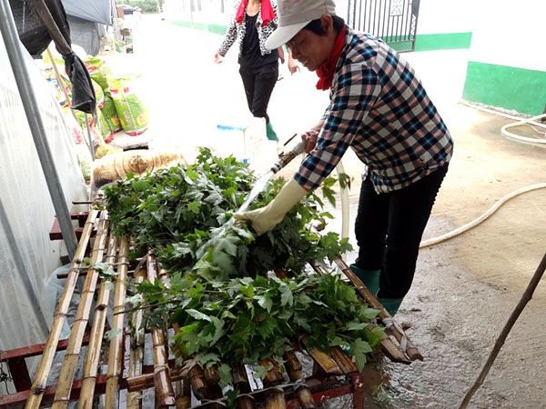 紅點紅楓扦插過程