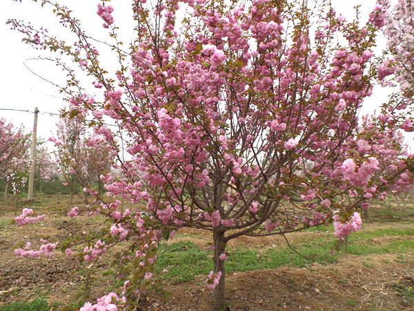 苗木種植土壤改良有哪些方法？