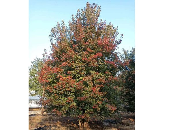 叢生紅點(diǎn)紅楓