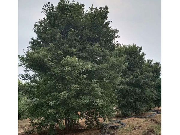 叢生紅點(diǎn)紅楓