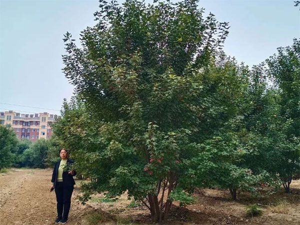 叢生紅點(diǎn)紅楓