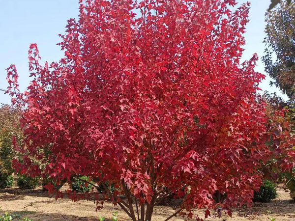 叢生紅點(diǎn)紅楓