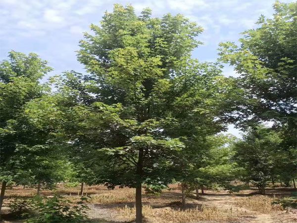 美國(guó)紅楓秋火焰