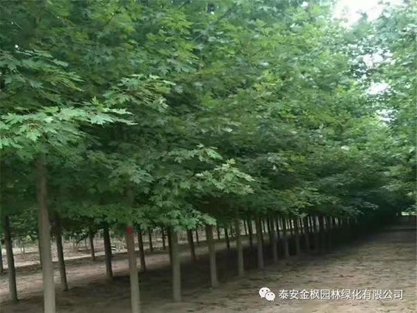 美國(guó)紅楓秋火焰