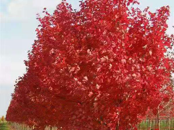 美國(guó)紅點(diǎn)紅楓